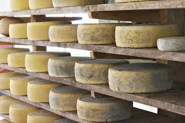 Maturação queijo Asiago