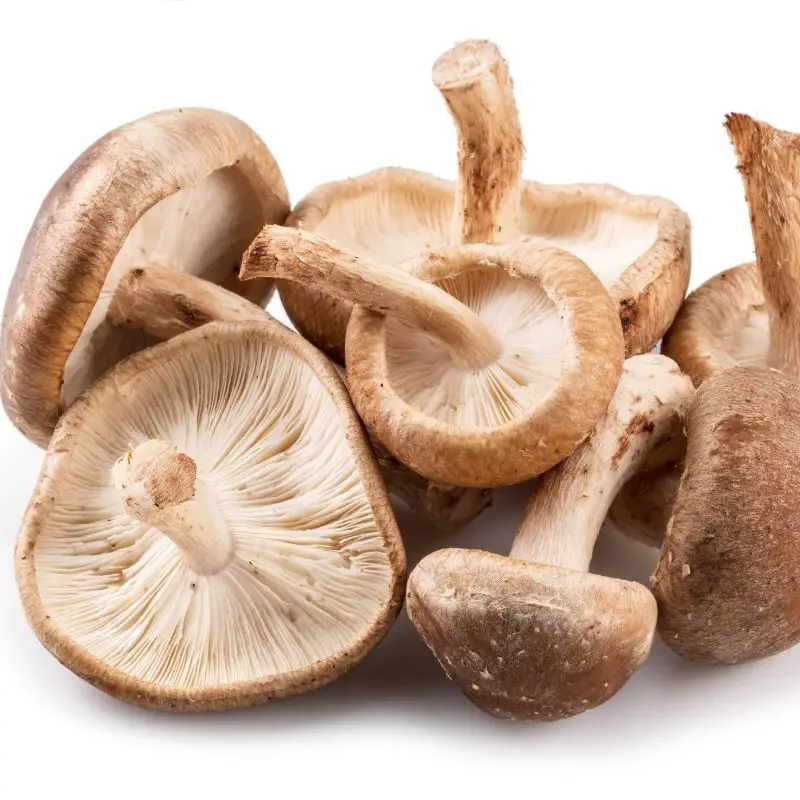 Cogumelo shiitake
