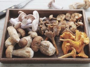 Tipos de cogumelos comestíveis