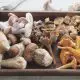 Tipos de cogumelos comestíveis