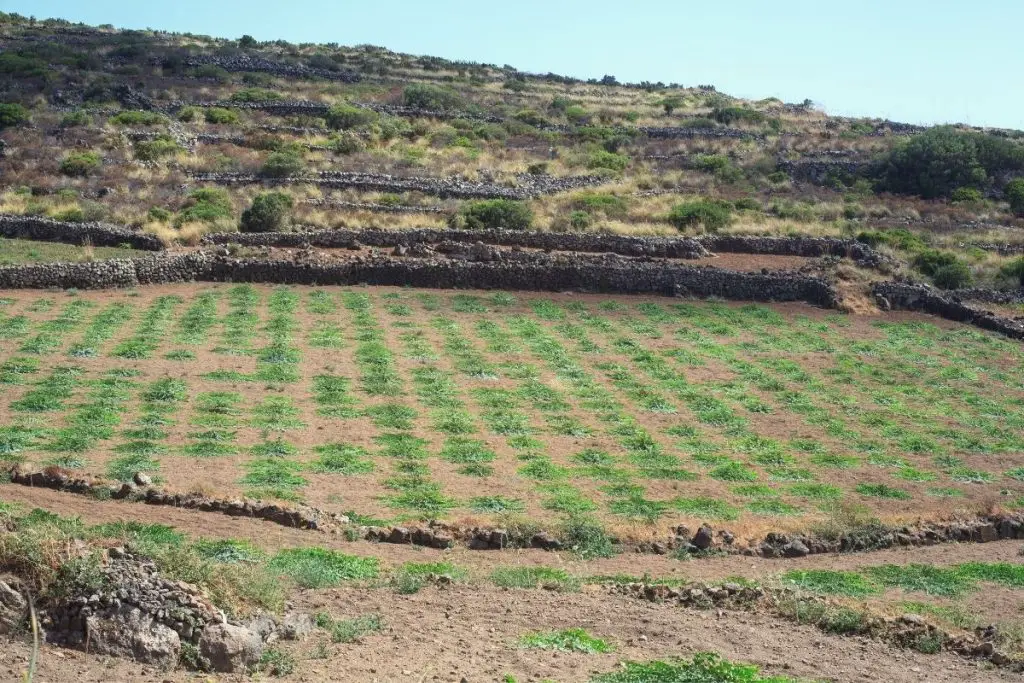 Foto da ilha de Pantelleria, na Sicília, onde se produz alcaparras