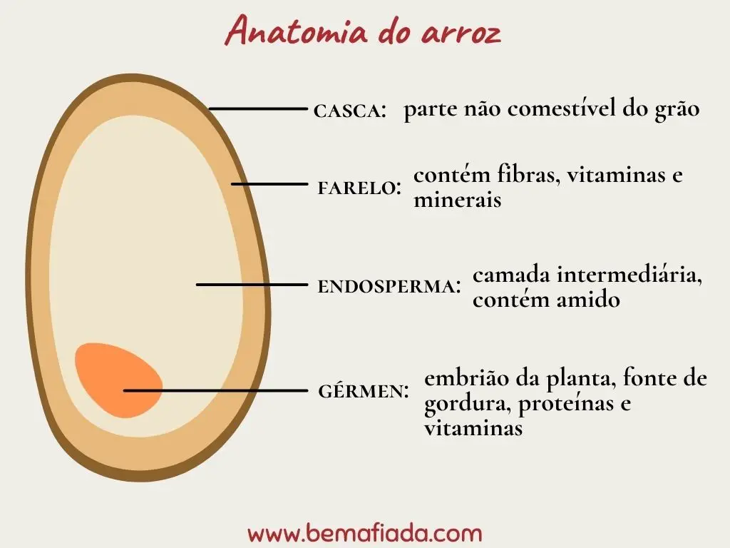 Anatomia de um grão de arroz