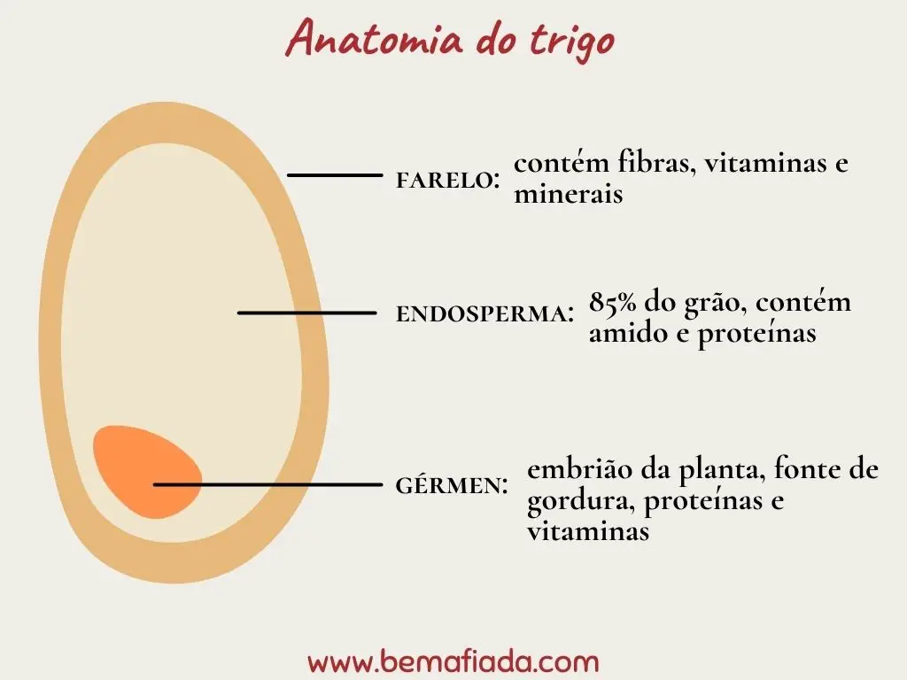 Anatomia do grão de trigo