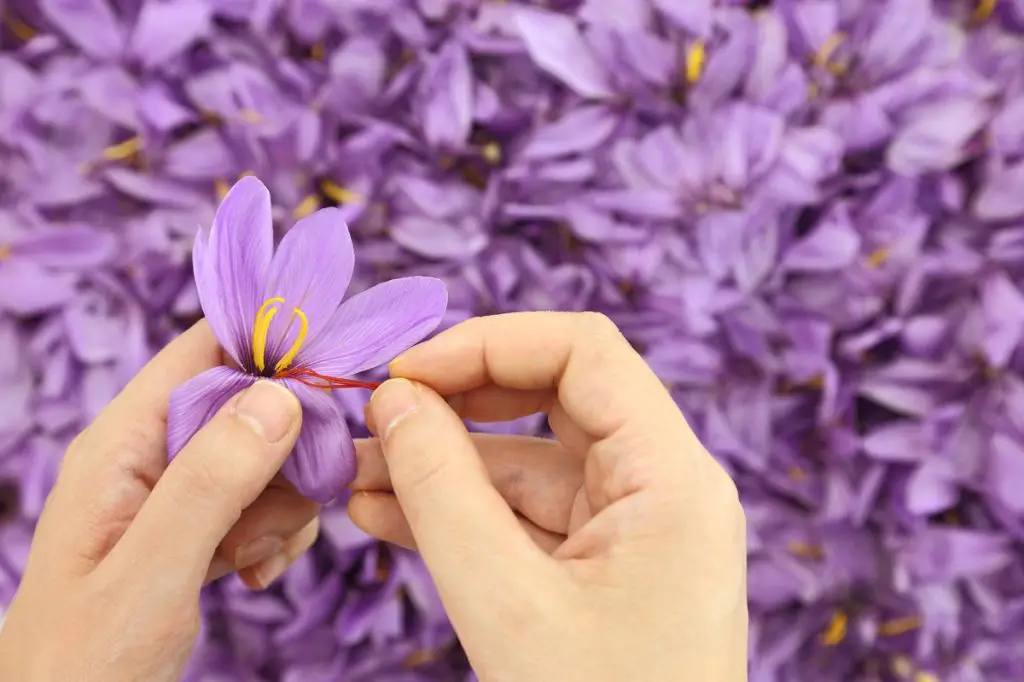 Flor de açafrão com pistilo